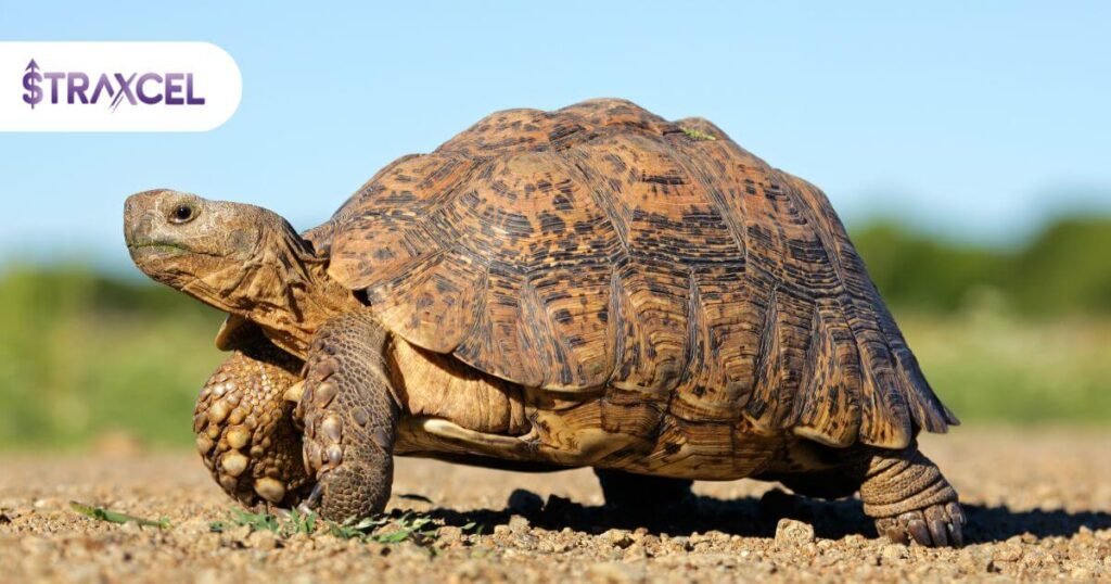 Hidden Cost of Slow Decisions : Build Business That Moves Fast